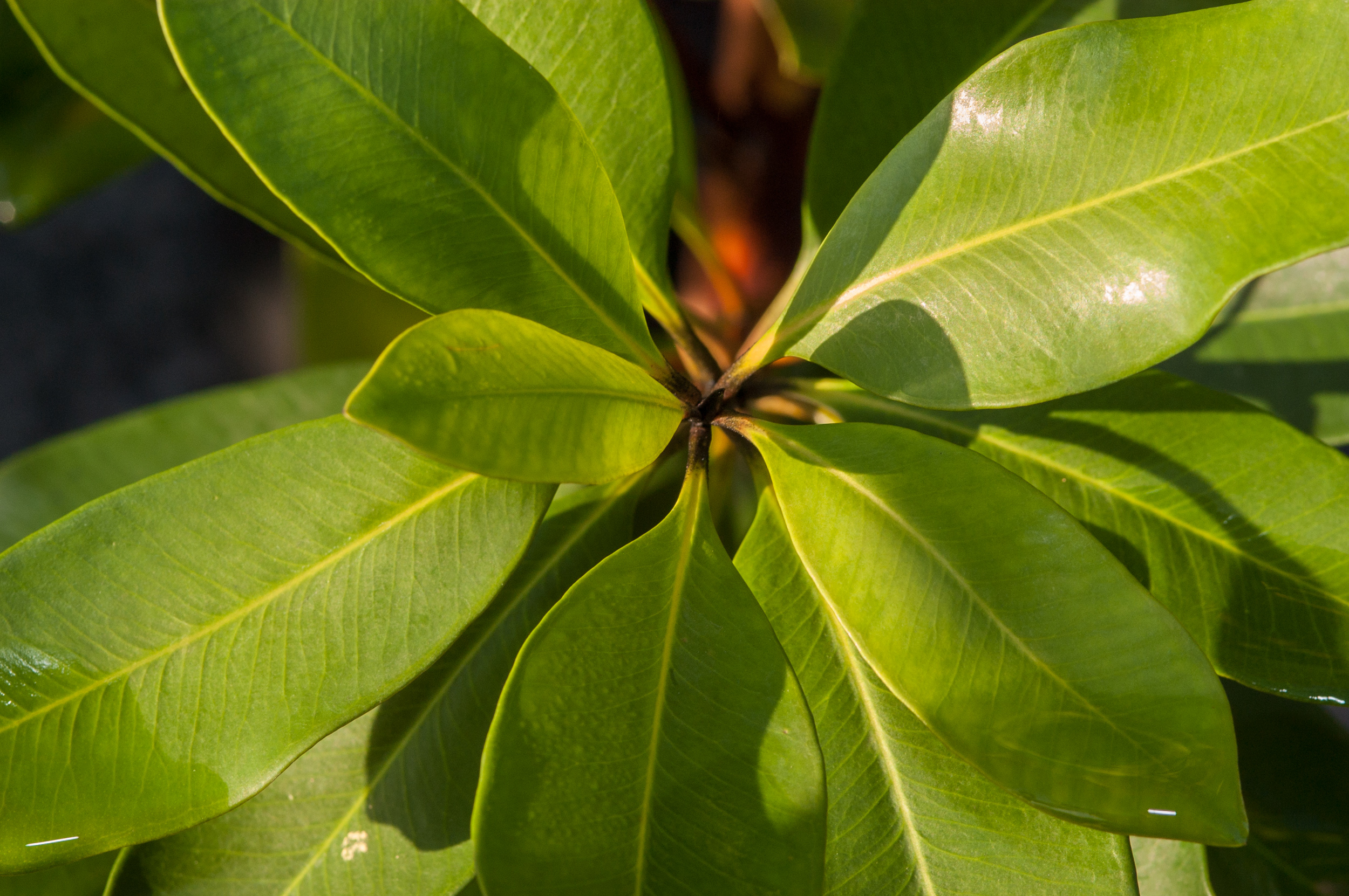 Tristaniopsis laurina LUSCIOUS Plant Profile